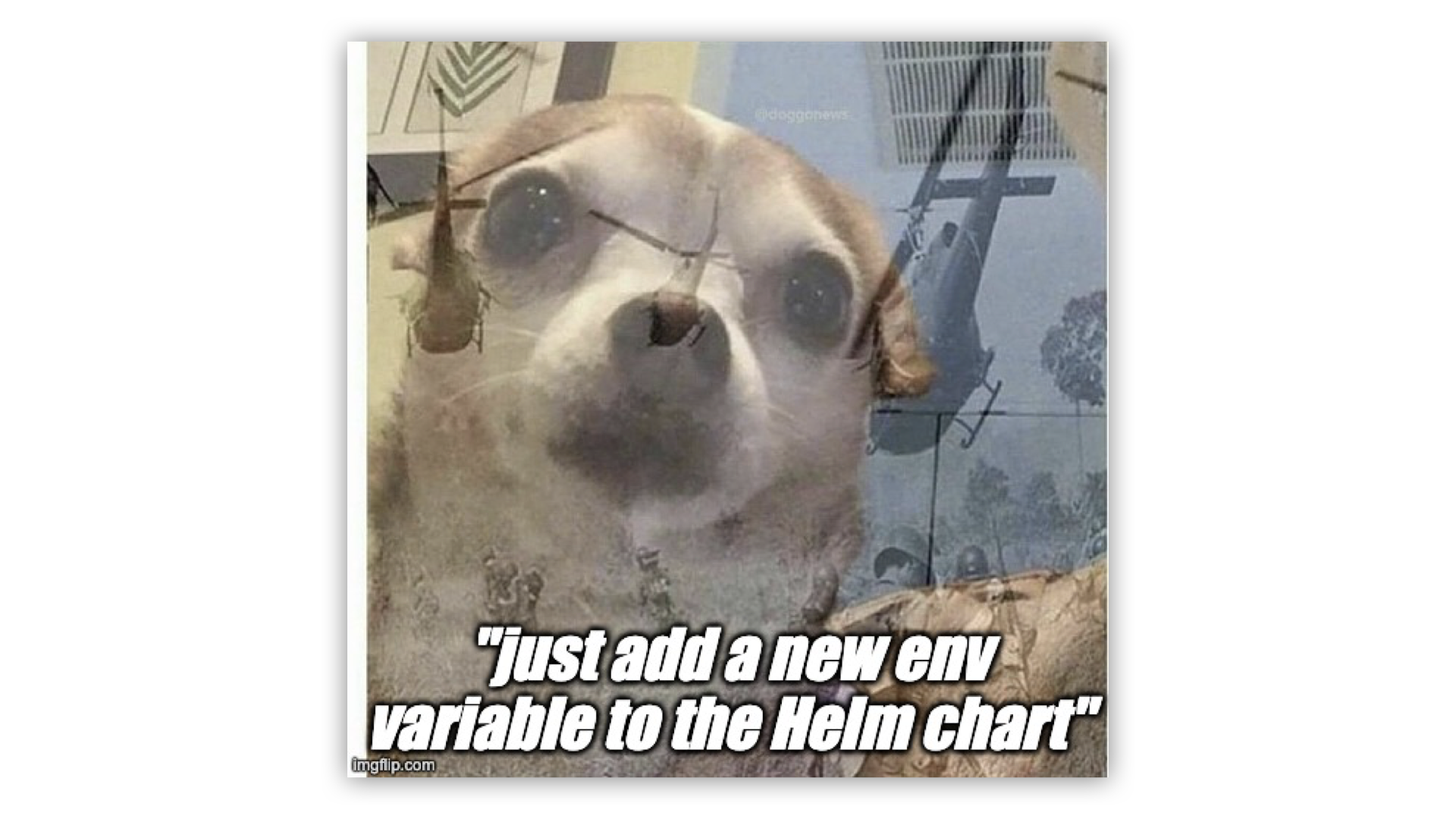 Helm Chihuahua